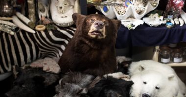 ازدهار المبيعات غير المشروعة لحيوانات مهددة بالانقراض عبر الإنترنت فى أوروبا