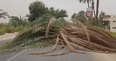 صور.. إعادة فتح الطريق الزراعى الشرقى بقرية الكولة بعد سقوط 6 أشجار نخيل