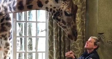فيديو وصور.. آلين دى جنيريس مع الزراف فى Giraffe Manor بكينيا