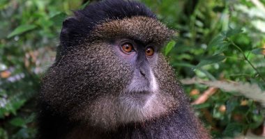 باحثون يطورون نظاما للتعرف على الوجه لحماية القرود من الانقراض