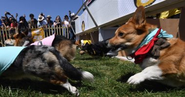 صور.. انطلاق ماراثون سباق كلاب الكورجى فى كاليفورنيا الأمريكية