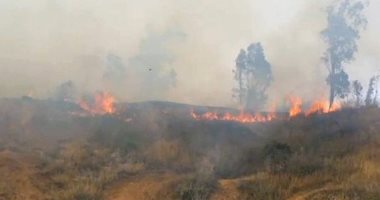 الدفاع المدنى الفلسطينى يخمد 117 حريقا طالت الأشجار والأعشاب الجافة