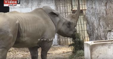 فيديو.. زيزى آخر وحيد قرن فى مصر تخطت الـ52 عام ولازالت تحتفظ بحيويتها