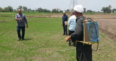 إزالة 11 مشتل أرز  برشهم بالمبيدات بقرية سنهرة بالقليوبية