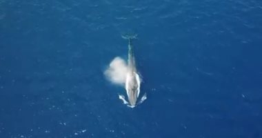 شاهد كيف يغنى الحوت الأزرق أكبر كائن على وجه الأرض؟