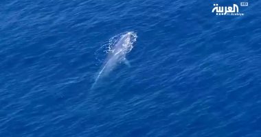 فيديو.. الحوت الأزرق يزور مياه البحر الأحمر فى ظاهرة بيئية فريدة