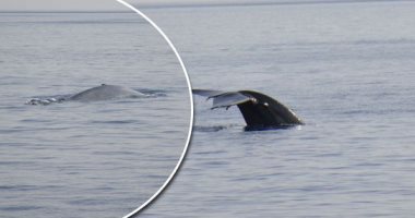 البيئة تطمئن المواطنين: ظهور الحوت بالقرب من الساحل الشمالى طبيعى 