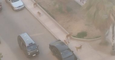 صور.. قارئ يشكو من انتشار الكلاب الضالة بمنطقة غرب الإسكندرية
