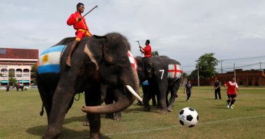 أفيال تلعب كرة القدم فى تايلاند لمكافحة المراهنات قبل كأس العالم - صور