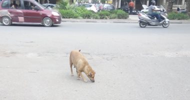 قارئ يشكو من انتشار الكلاب الضالة بشارع البوهى فى منطقة إمبابة