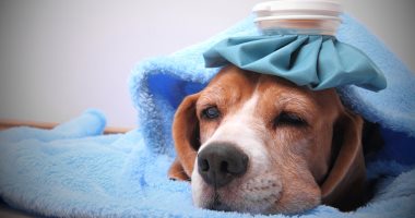 تحذير من انتشار أنفلونزا الكلاب خلال الفترة القادمة