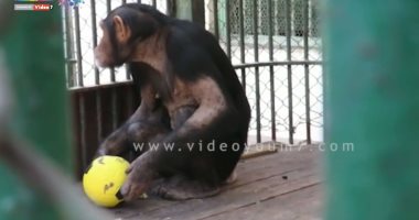 فيديو.. الشمبانزى جوليا تتوقع نتيجة مباراة مصر وروسيا