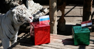 صور.. حديقة حيوان روسية تستخدم "نمر" للتنبوء بنتيجة مباراة بلادها مع مصر