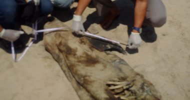 جامعة المنصورة تكشف سبب نفوق الدولفين المنتشل من شاطئ مدينة جمصة