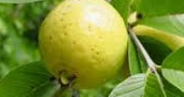 مش بس لعلاج الكحة.. اعرفى فوائد أوراق الجوافة لشعرك وكيفية استخدامها