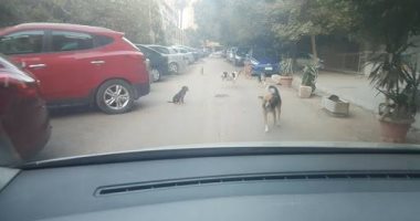 انتشار الكلاب الضالة فى شوارع زهراء المعادى.. والأهالى يستغيثون