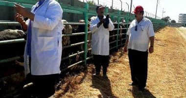  تحصين 4 ألاف رأس ماشية بالحجر البيطرى بالشرقية ضد الحمى القلاعية 