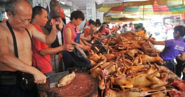 فيديو.. انطلاق المهرجان السنوى لأكل لحوم الكلاب فى الصين