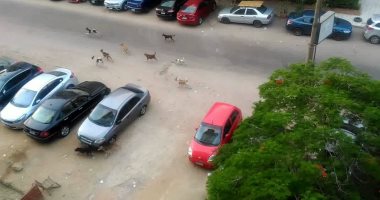 شكوى من انتشار الكلاب الضالة بشارع ألماظة فى مصر الجديدة