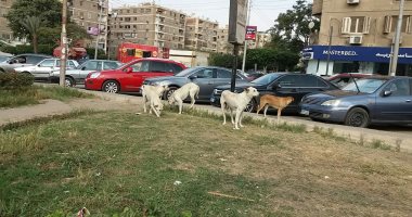 قارئ يشكو من انتشار الكلاب الضالة بمساكن الشيراتون بمصر الجديدة