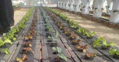 زراعة 3 أسطح مبان حكومية بالخضراوات فى الغردقة بتكلفة 180 ألف جنيه
