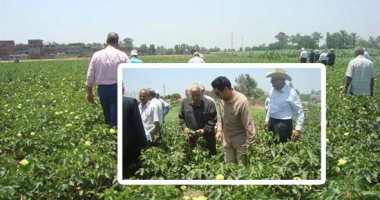 "الزراعة" تعلن عن حملات مرورية على المحاصيل الصيفية وحل مشاكل المزارعين