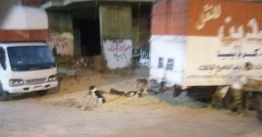قارئ يشكو من انتشار الكلاب الضالة بميدان عبده باشا بالعباسية
