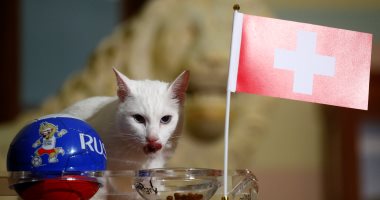 صور.. القط "أخيل" يواصل تنبؤاته ويتوقع صعود سويسرا لربع النهائى