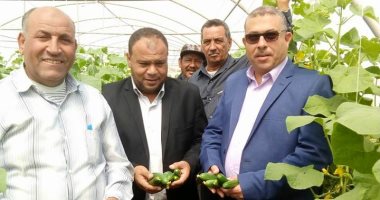 صور.. الصوب الزراعية الحكومية بالوادى الجديد تحقق الاكتفاء الذاتى من الخضراوات