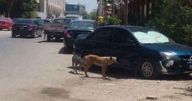الكلاب الضالة تزعج سكان المعادى ومطالب بنقلها بعيدًا عن المنطقة السكنية