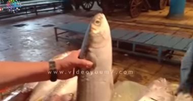 فيديو.. كبير صيادى الإسكندرية يوضح الفرق بين السمك البورى البحرى والمزارع