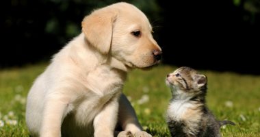  لهذه الأسباب.. تربية القطط والكلاب ممكن تسبب التهاب الشعب الهوائية 