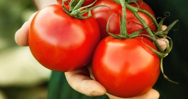 فوائد الطماطم منها الوقاية من السرطان