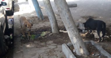 الكلاب الضالة تزعج سكان شارع نهرو فى مصر الجديدة 