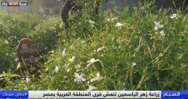 فيديو.. "سكاى نيوز": زراعة الياسمين تنعش قرية محمد صلاح