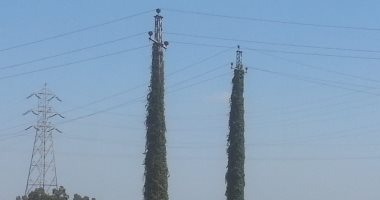 اضبط مخالفة.. التفاف نباتات حول أبراج الضغط العالى ببيلا كفر الشيخ "صور"