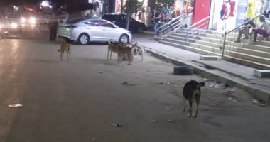 شكوى من انتشار الكلاب الضالة بشارع سهل حمزة فى الجيزة