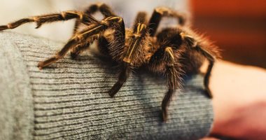 "أراكيبتروفوبيا" مرض الخوف من العناكب.. والقلق والغثيان أبرز الأعراض