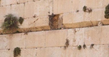 صور.. سقوط حجر من حائط "البراق" بسبب الحفريات أسفل الأقصى 
