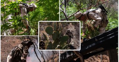 الجيش المكسيكى يحرق 6000 متر مربع من مزارع الماريجوانا