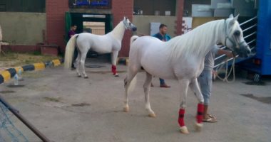 الزراعة تعلن انطلاق مهرجان الخيول العربية الأصلية بمحطة الزهراء لـ 369 حصانا