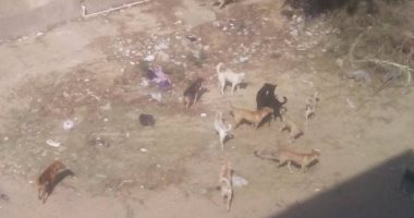 الكلاب الضالة تهدد أهالى المجاورة 53 بمنطقة العاشر من رمضان