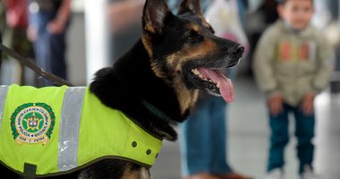 صور..كولومبيا تخصص رجال شرطة لحماية كلبة نجحت فى القبض على 10 طن كوكايين