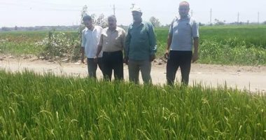 "زراعة الشرقية": لجان إرشادية لتفقد محاصيل الصيف وعقد لقاءات مع المزارعين