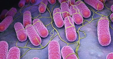 ماذا تفعل بكتيريا السالمونيلا فى الجسم عند الإصابة