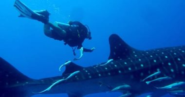 صور.. جمعية الإنقاذ البحرى بالبحر الأحمر: ظهور القرش الحوتى جنوب الغردقة