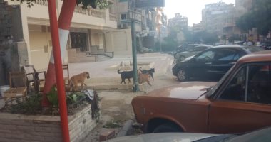 قارئ يشكو انتشار الكلاب الضالة بشارع عباس العقاد فى مدينة نصر