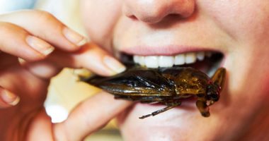 دراسة أمريكية غريبة: تناول الصراصير يعزز صحة الجسم