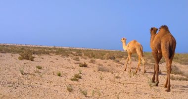 صور.. "دهشان" شاب يوثق ويبرز خصوصية وأسرار طبيعة سيناء الساحرة