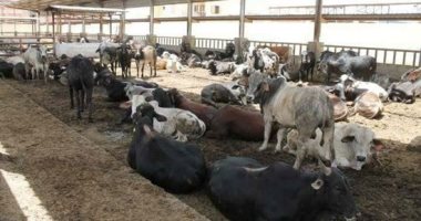 الزراعة تعلن اختيار أول قرية نموذجية لتربية الأبقار الألمانى ببنى سويف